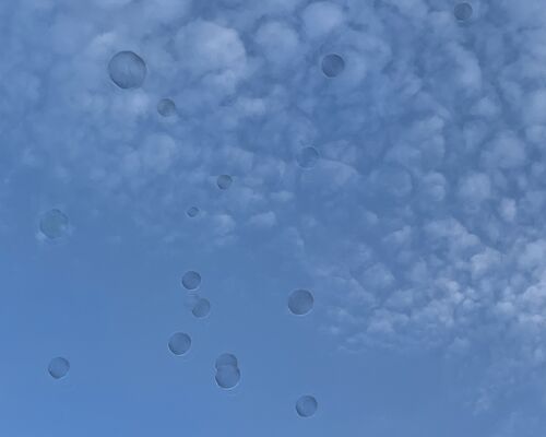 IMG-0917 (1)